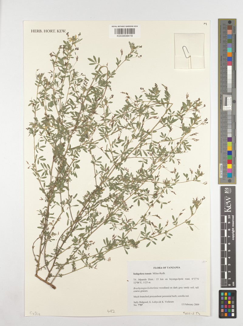 Indigofera dissitiflora var. tenuis