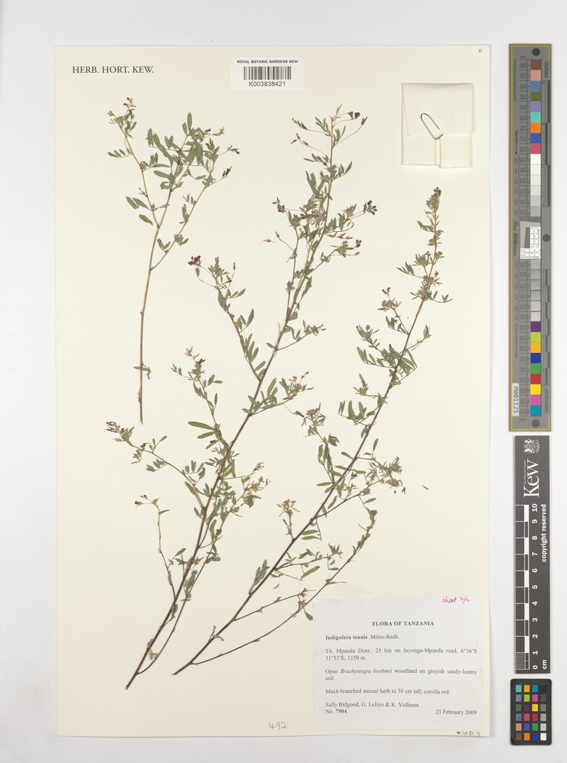 Indigofera dissitiflora var. tenuis photo 2