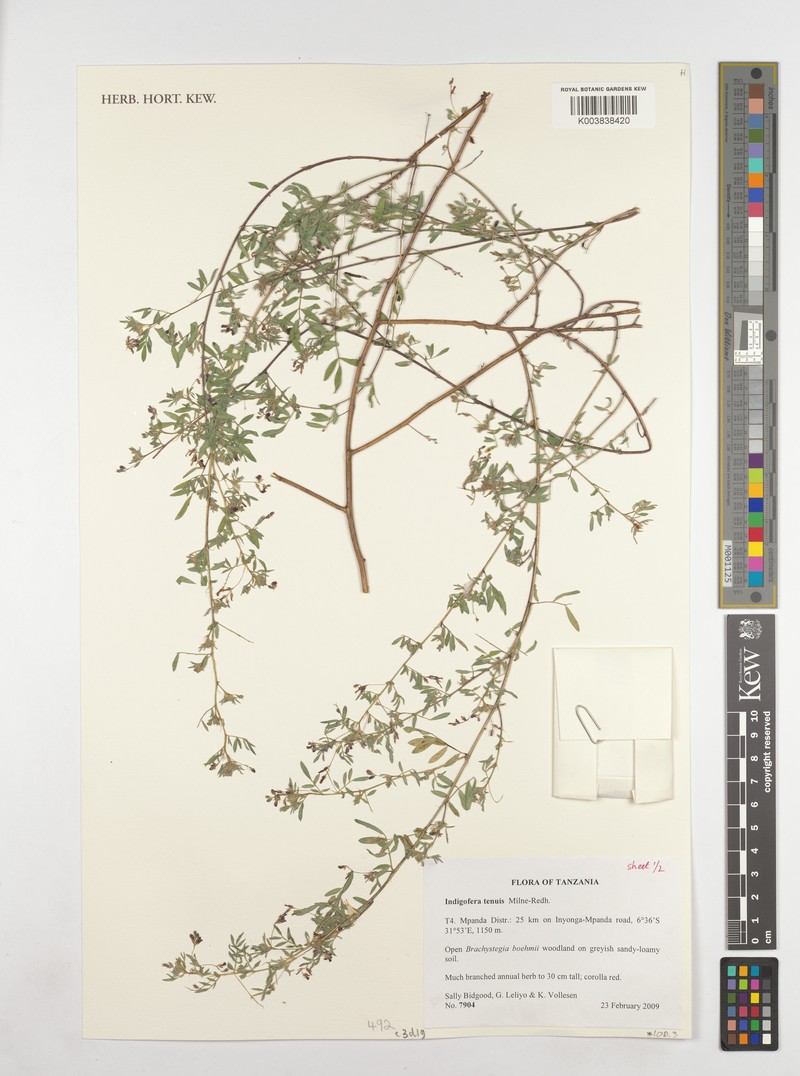 Indigofera dissitiflora var. tenuis photo 3