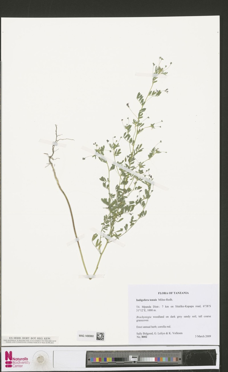 Indigofera dissitiflora var. tenuis photo 4
