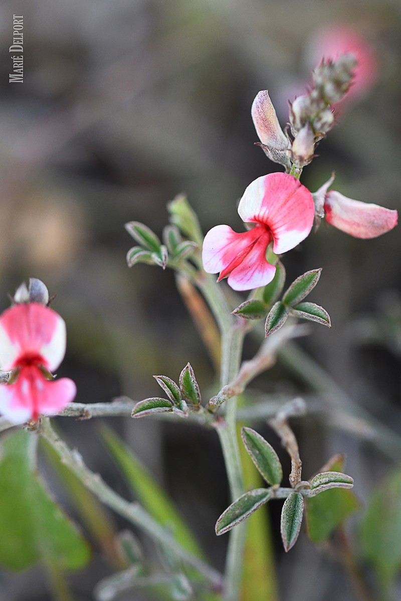 Indigofera disticha