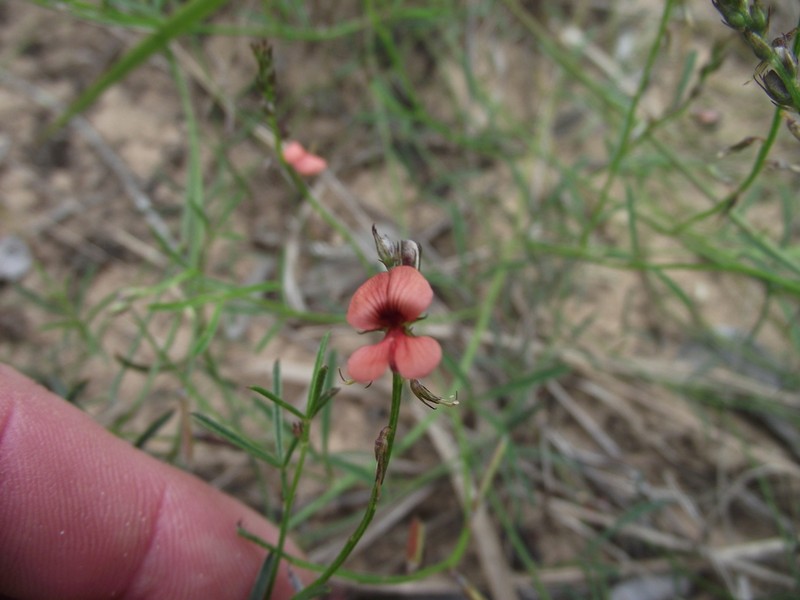 Indigofera disticha photo 2