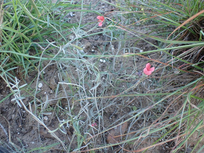 Indigofera disticha photo 3