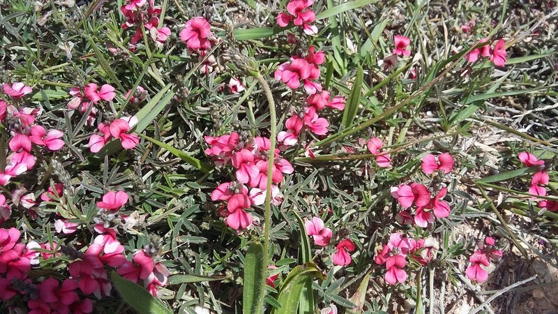 Indigofera disticha photo 4