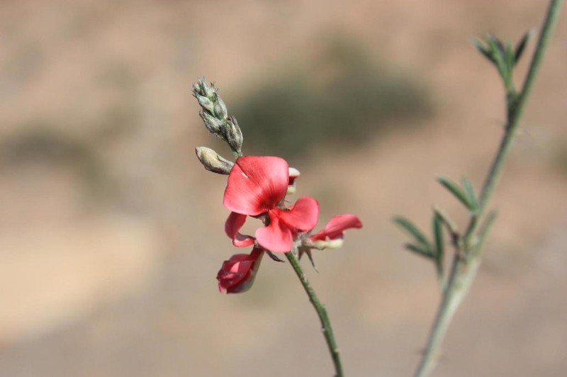 Indigofera disticha photo 5