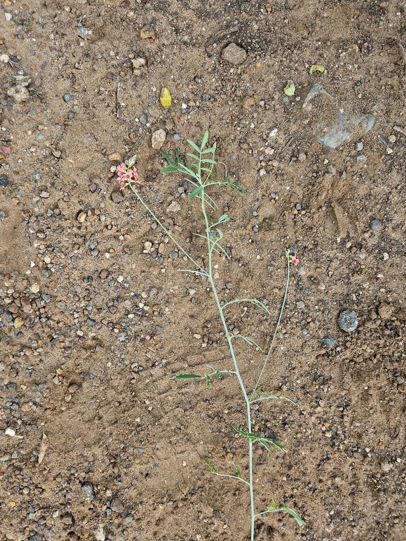 Indigofera disticha photo 6