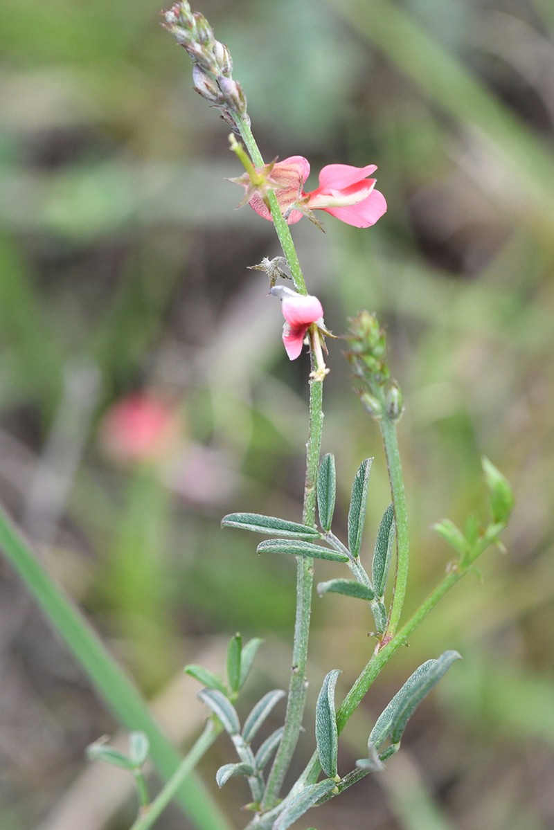 Indigofera disticha photo 7