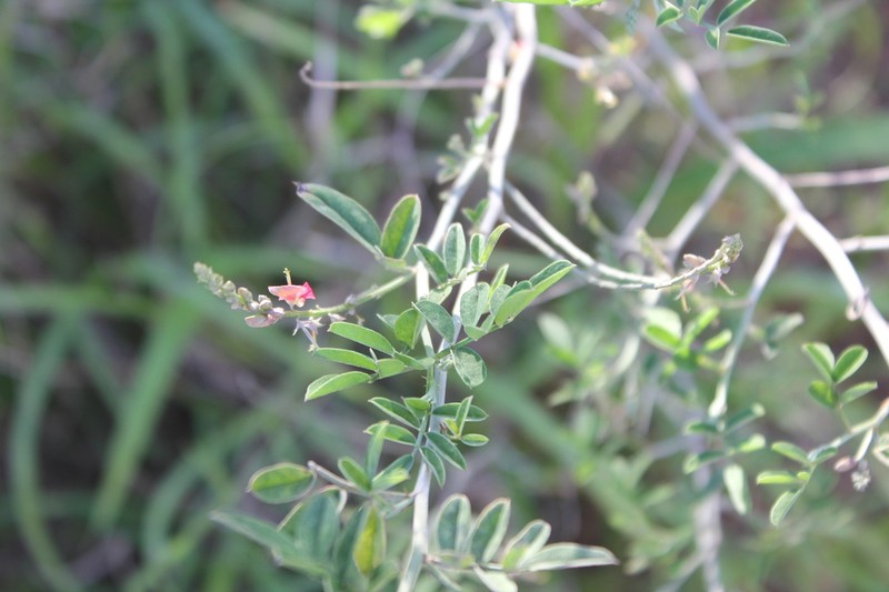 Indigofera disticha photo 8