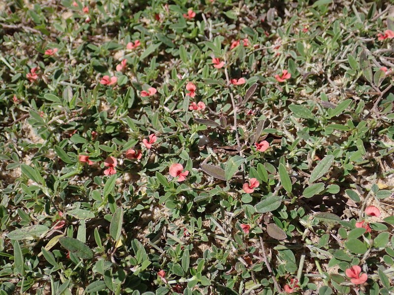 Indigofera diversifolia