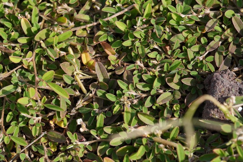 Indigofera diversifolia photo 2