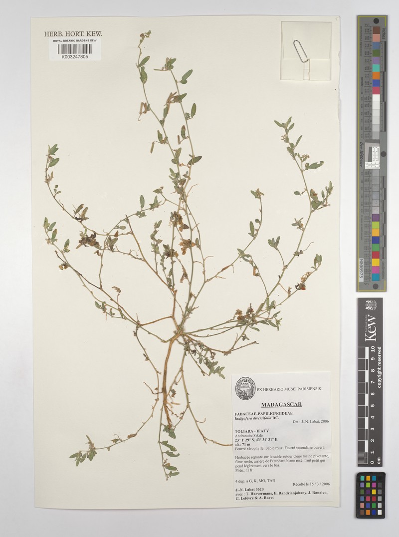 Indigofera diversifolia photo 3