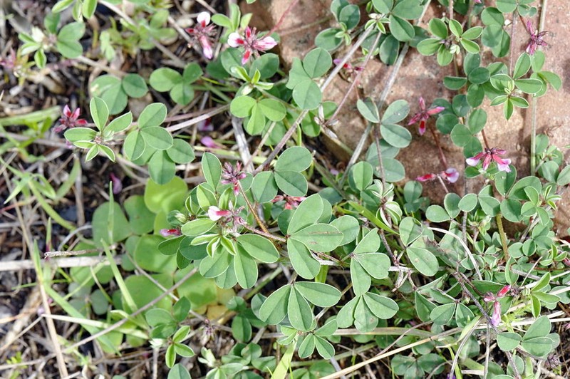 Indigofera dodii