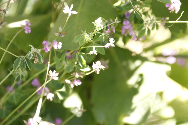 Indigofera dodii photo 3