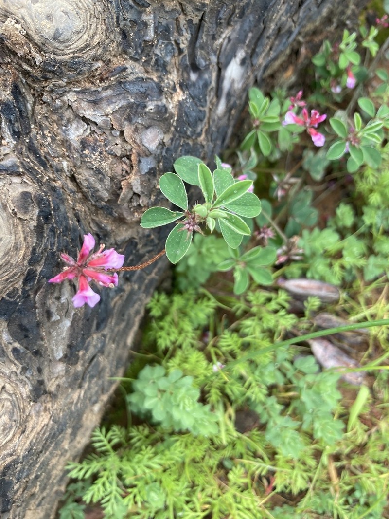 Indigofera dodii photo 4