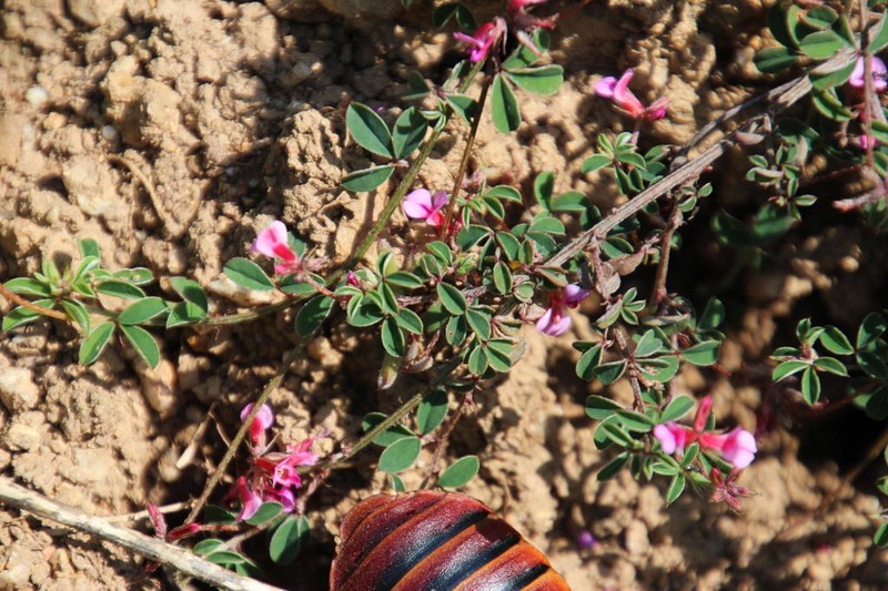 Indigofera dodii photo 5