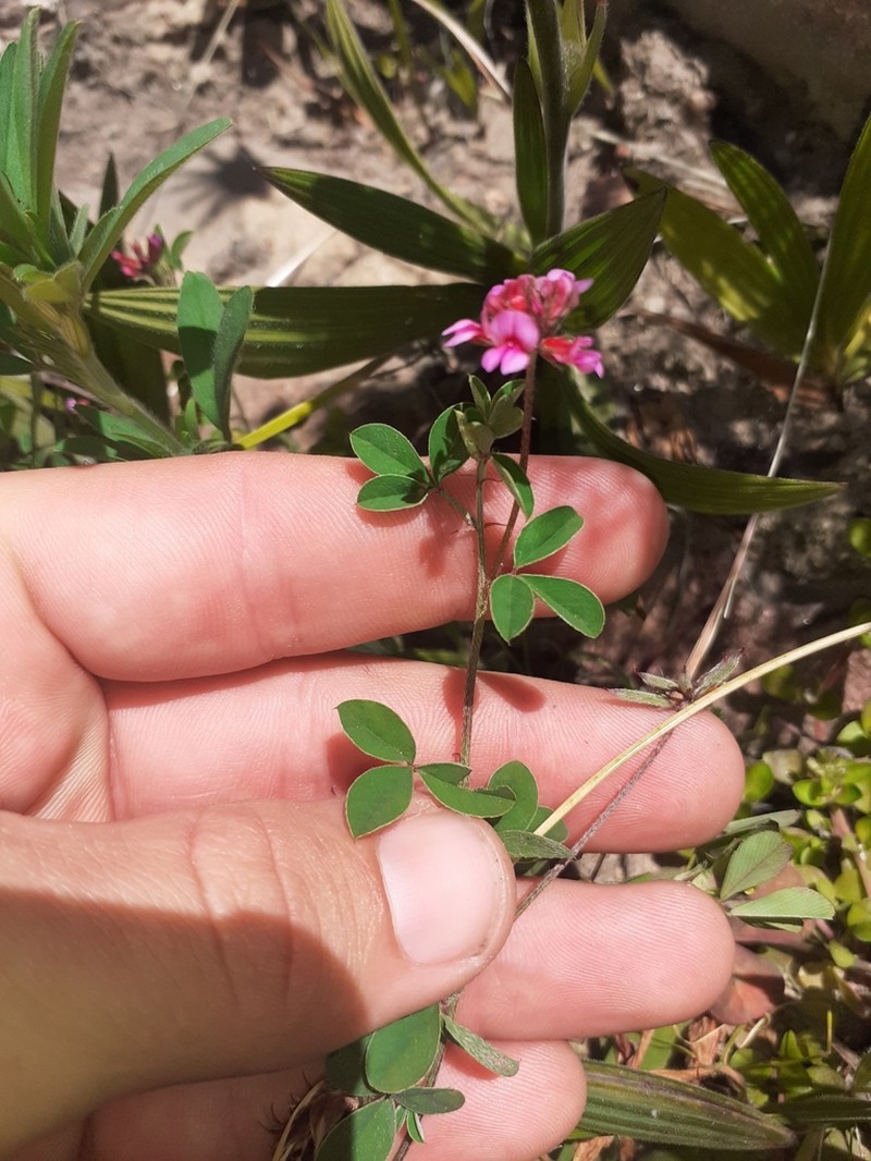 Indigofera dodii photo 6