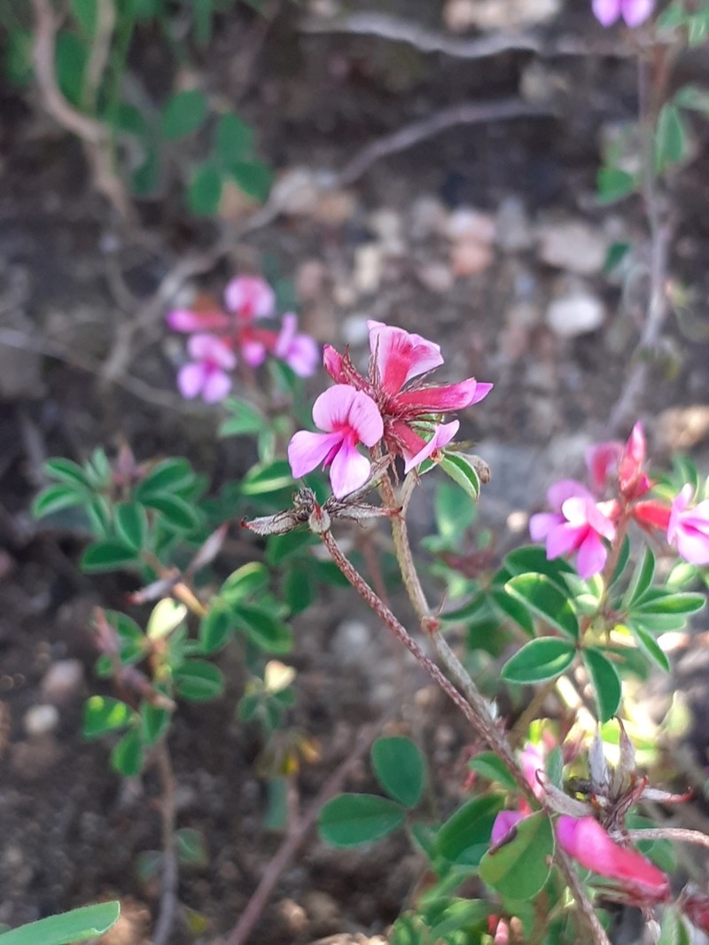Indigofera dodii photo 7
