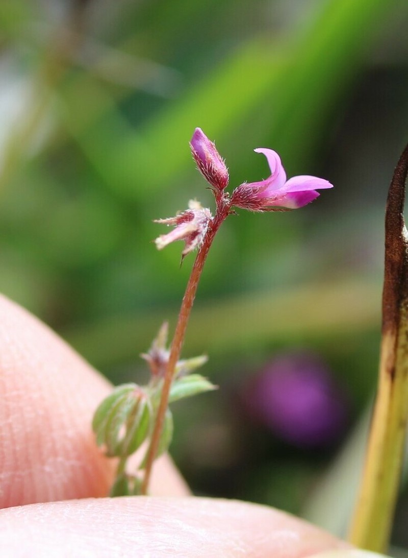 Indigofera dodii photo 8