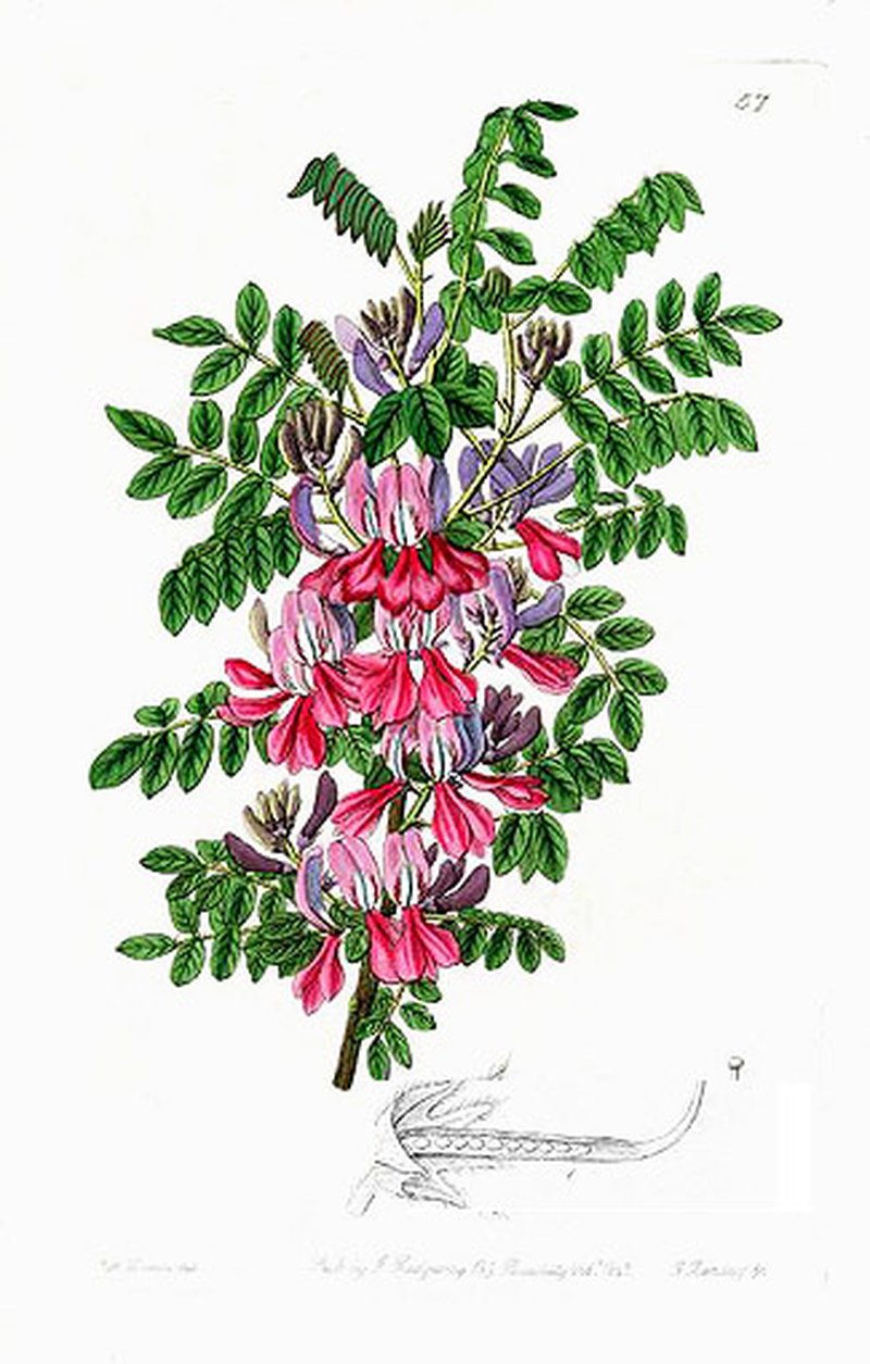 Indigofera dosua