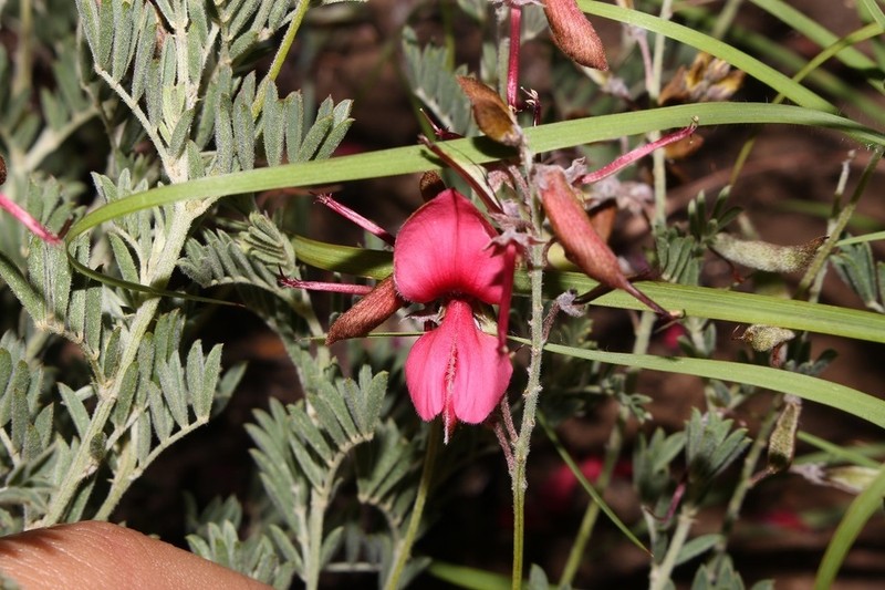 Indigofera dregeana