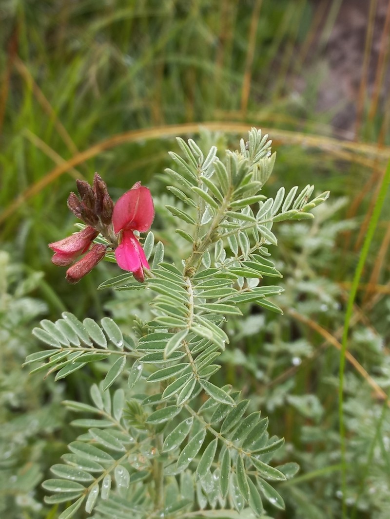 Indigofera dregeana photo 2