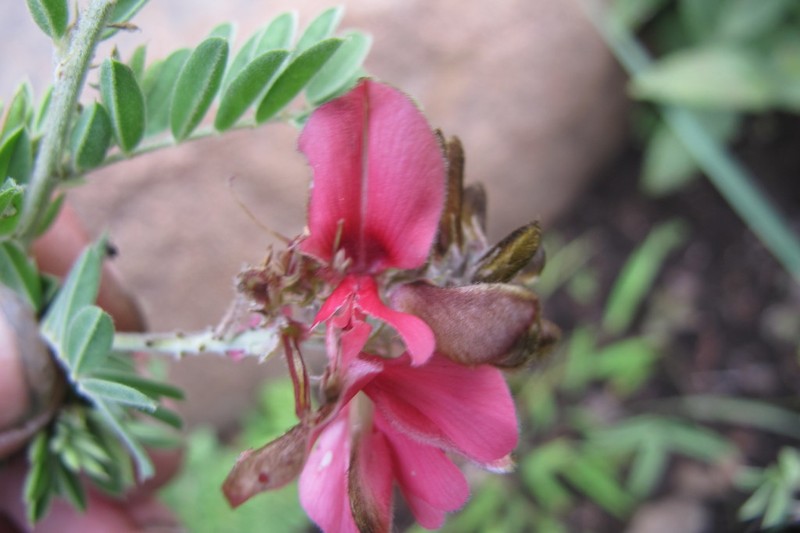 Indigofera dregeana photo 3