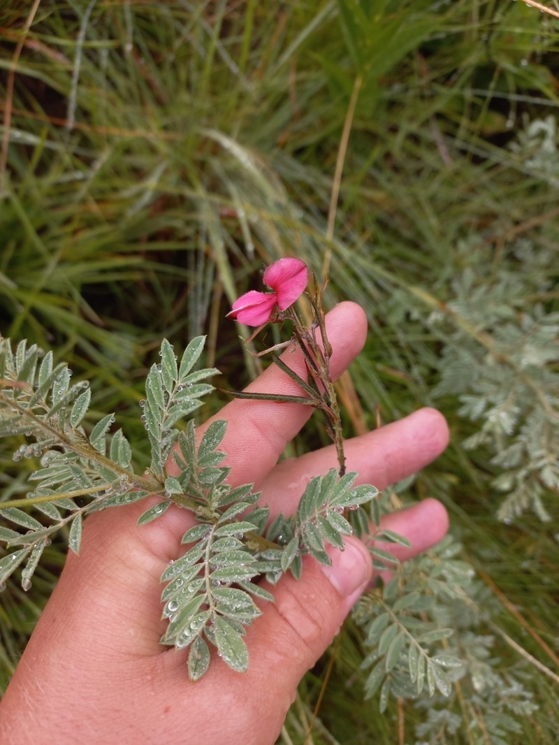 Indigofera dregeana photo 5