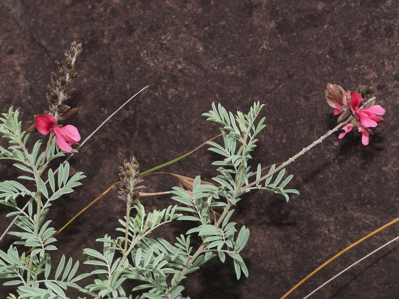 Indigofera dregeana photo 6