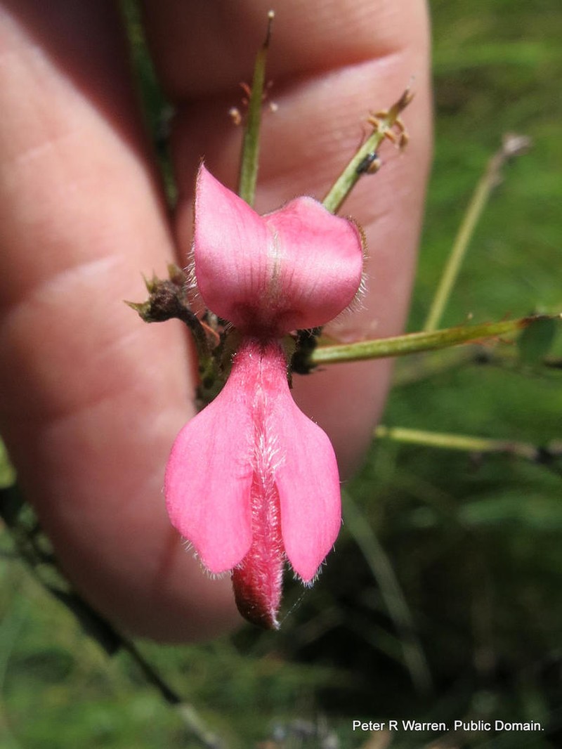 Indigofera dregeana photo 7