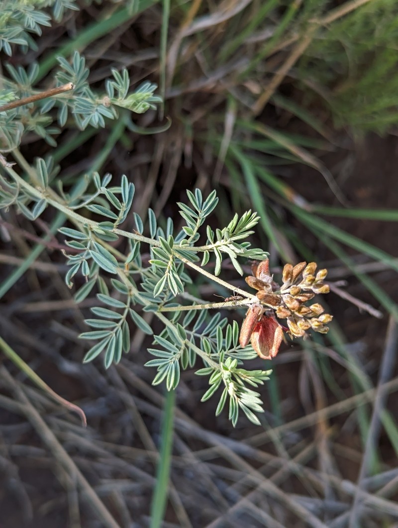 Indigofera dregeana photo 8