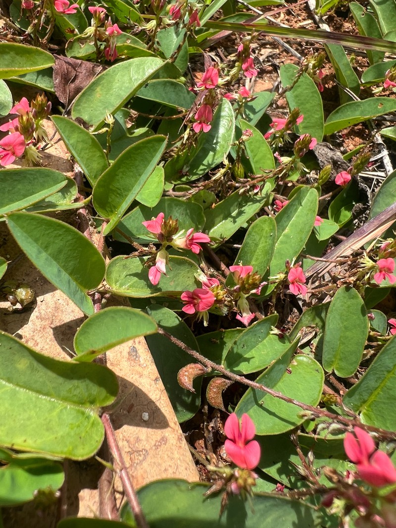 Indigofera drepanocarpa