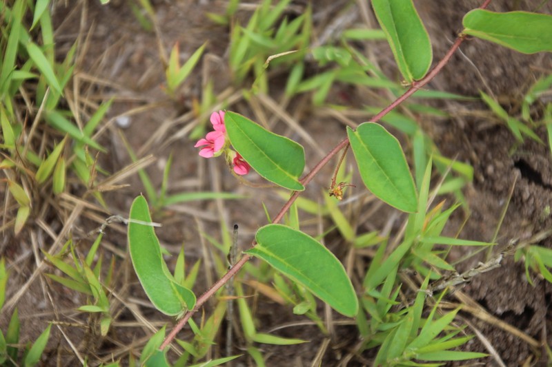 Indigofera drepanocarpa photo 4