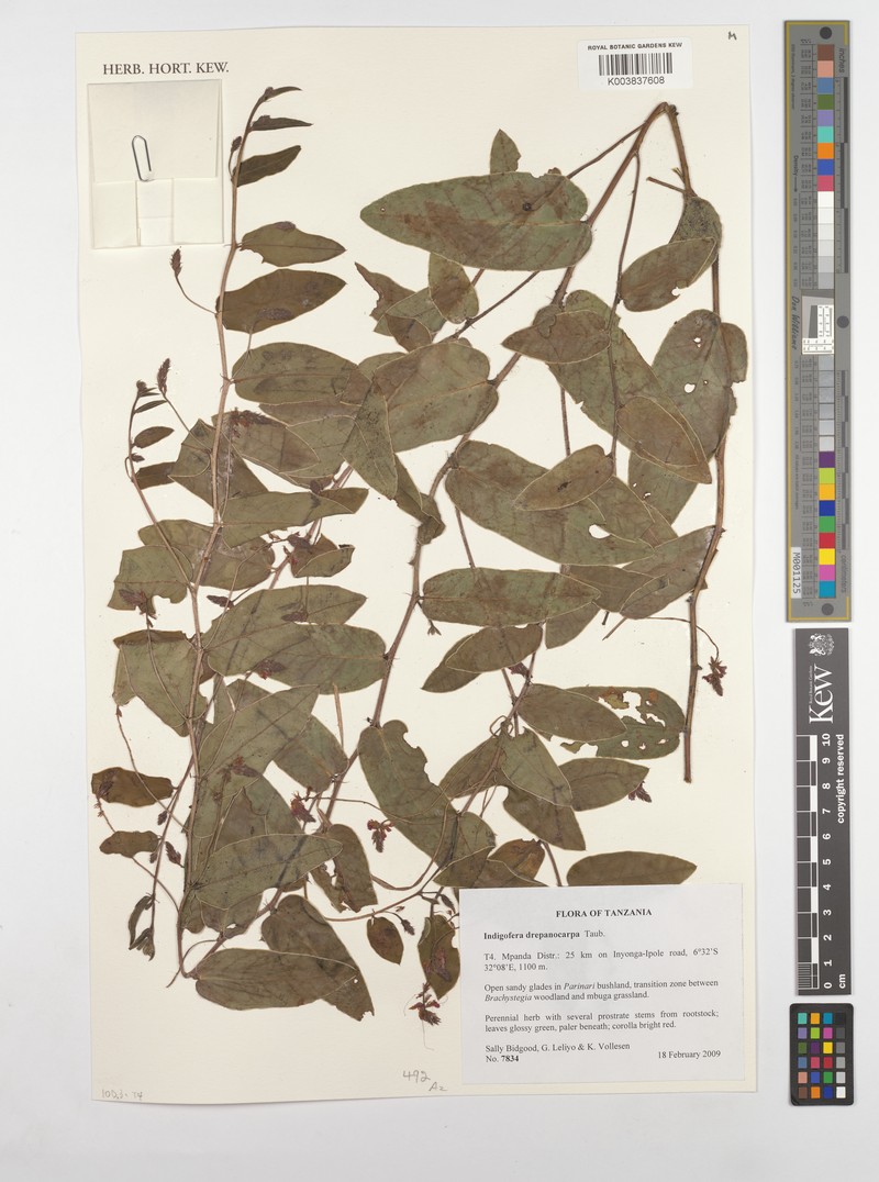 Indigofera drepanocarpa photo 5