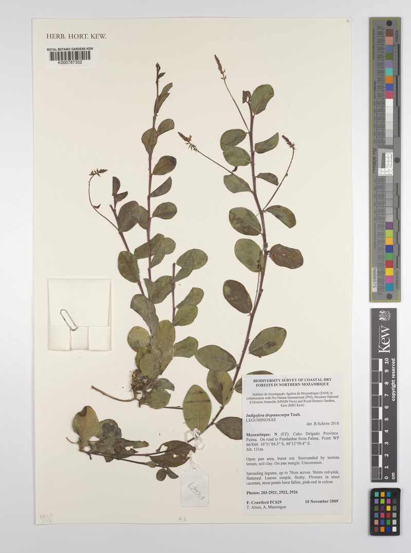 Indigofera drepanocarpa photo 6