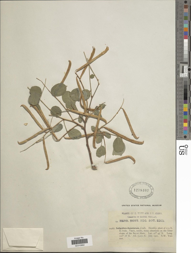 Indigofera dumetorum