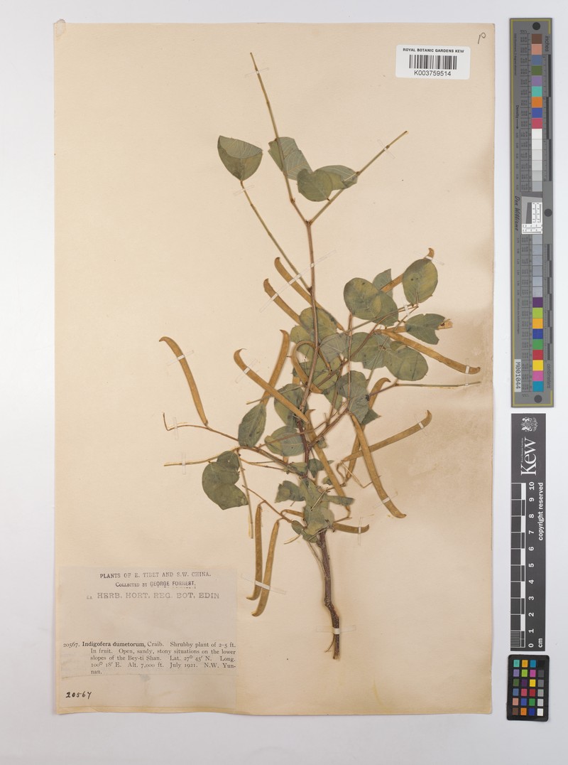 Indigofera dumetorum photo 2