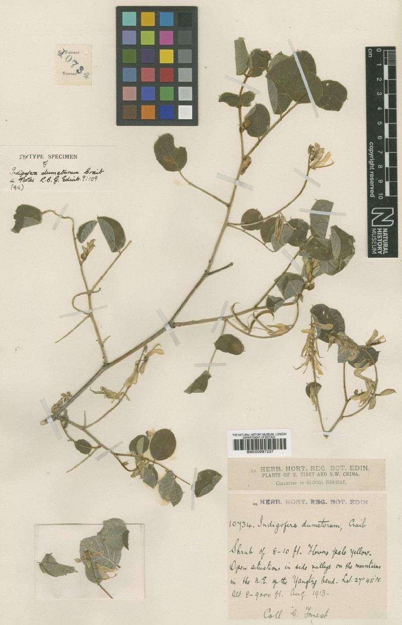 Indigofera dumetorum photo 3
