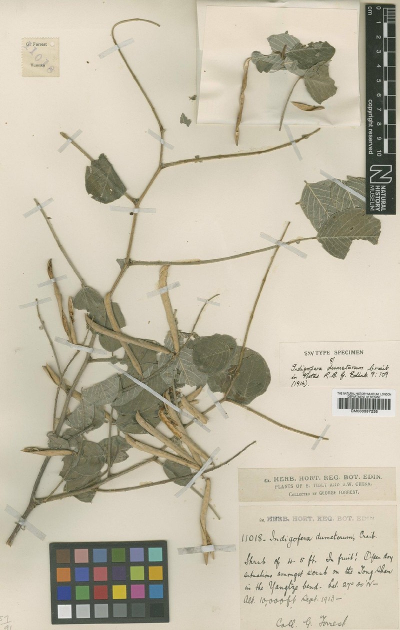 Indigofera dumetorum photo 4