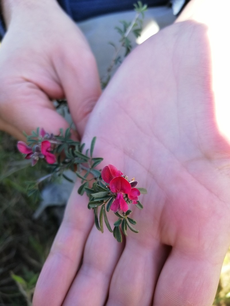 Indigofera dumosa