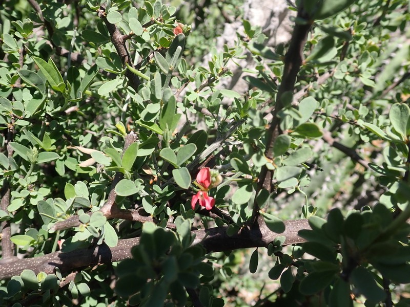 Indigofera dumosa photo 2
