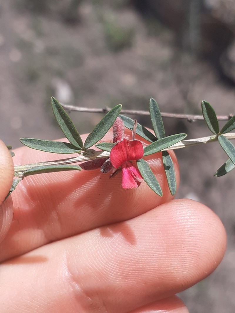 Indigofera dumosa photo 3