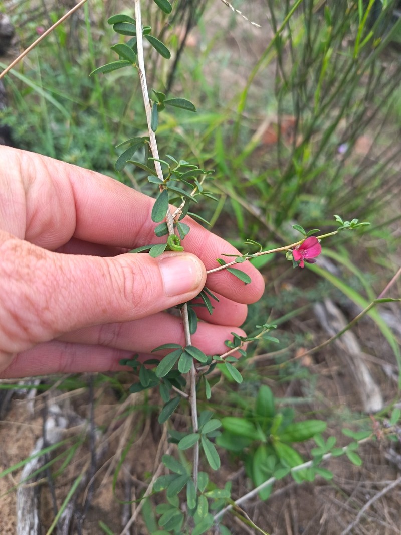 Indigofera dumosa photo 5