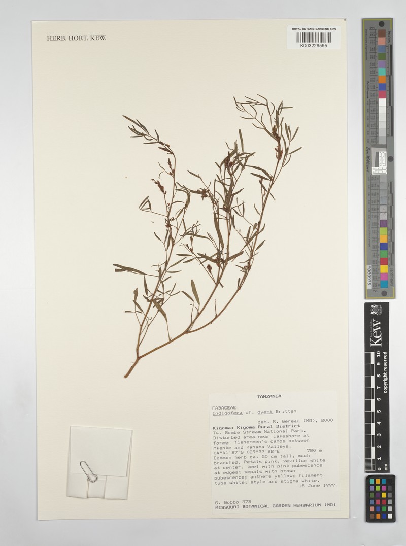 Indigofera dyeri