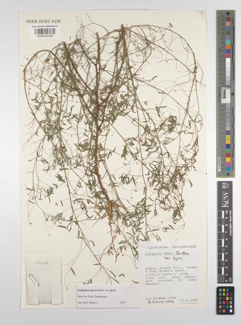 Indigofera dyeri var. dyeri