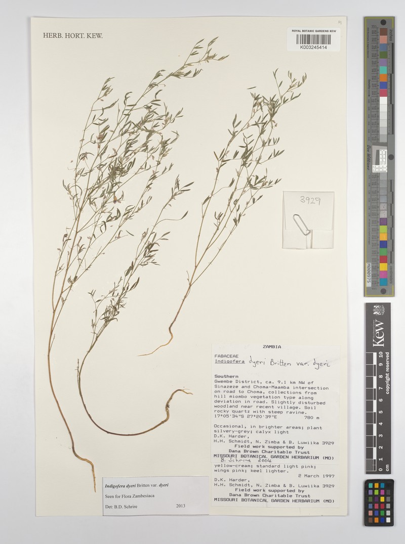 Indigofera dyeri var. dyeri photo 2