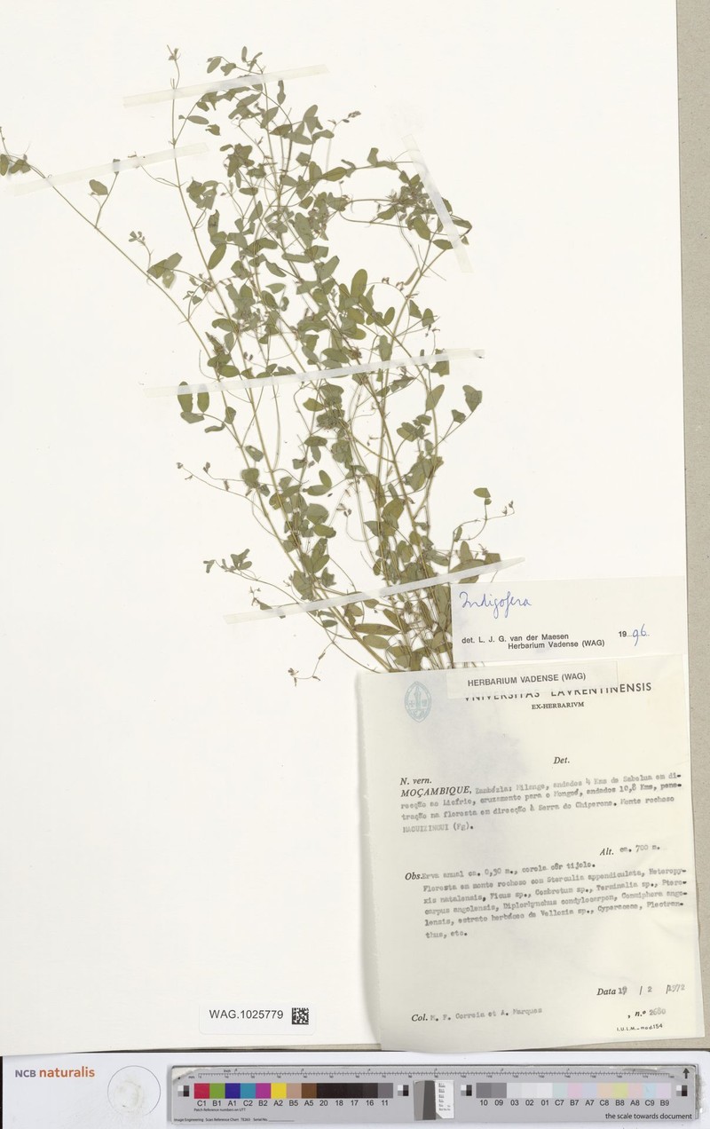 Indigofera dyeri var. dyeri photo 3
