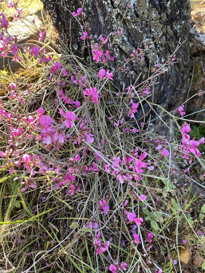 Indigofera efoliata