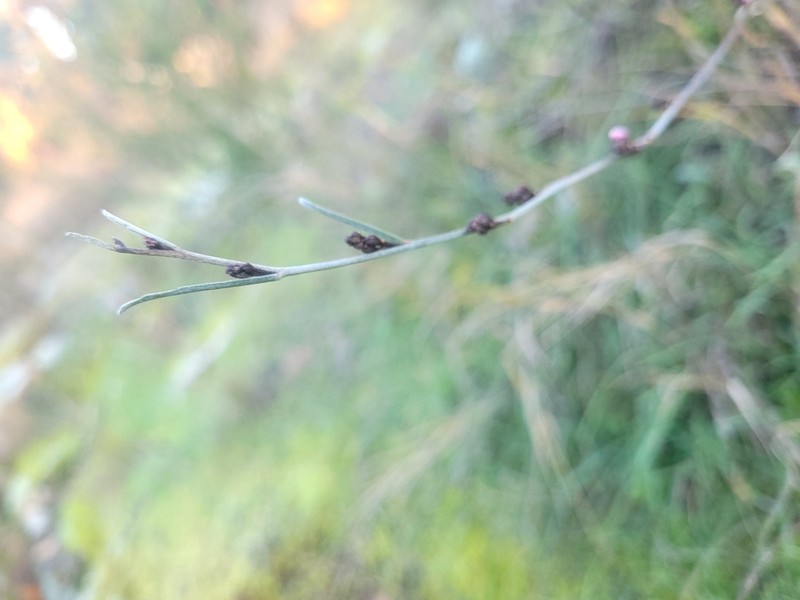 Indigofera efoliata photo 2