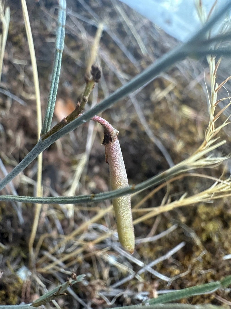 Indigofera efoliata photo 3