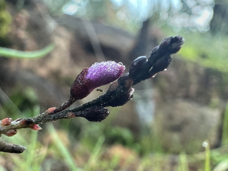 Indigofera efoliata photo 4